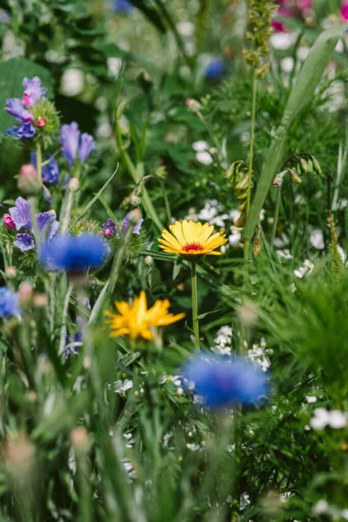 field summer sun garden